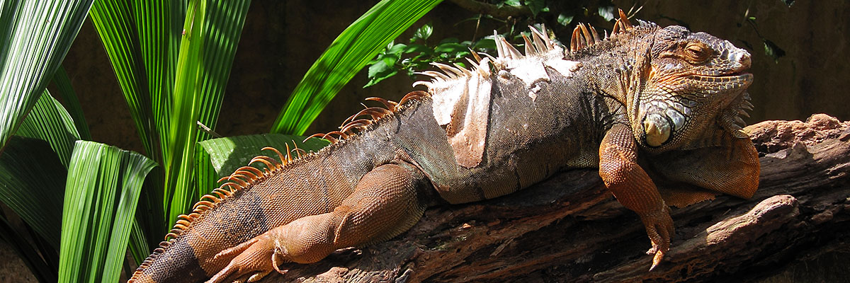 Leguan im Tierpark – April 2011.