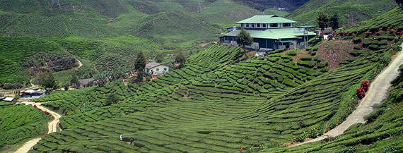 Cameron Highlands